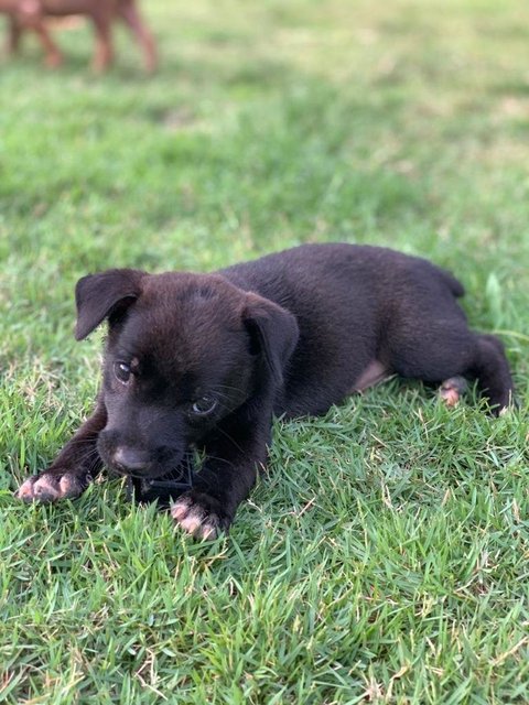 Siobhan - Mixed Breed Dog