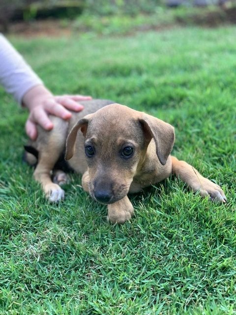 Lillibet - Mixed Breed Dog