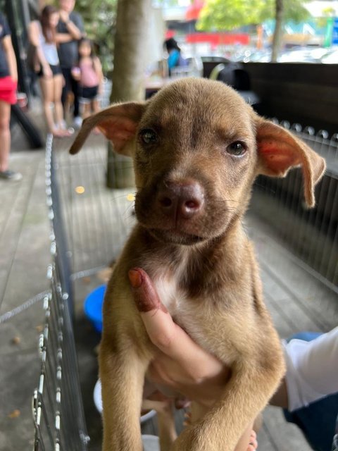 Claude - Mixed Breed Dog