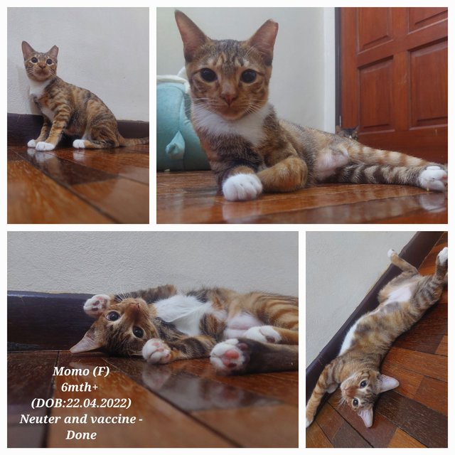 Momo - Domestic Short Hair Cat