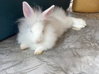 Marsh &amp; Stripey - Lionhead Rabbit