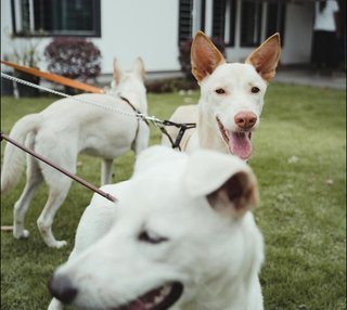 Pinky - Mixed Breed Dog