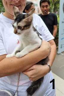 Coffee - Domestic Short Hair Cat