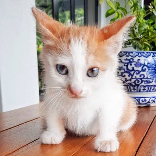 🌸 Lucky Charm 🌸 - Domestic Short Hair Cat