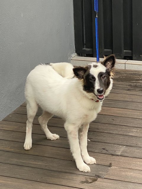 Bella - Sheep Dog Mix Dog