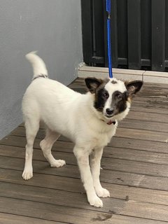 Bella - Sheep Dog Mix Dog