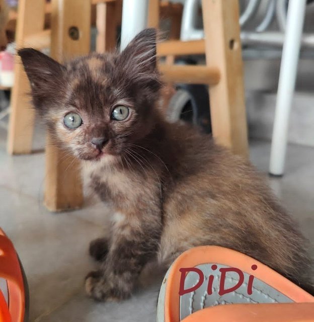 Didi, Wawa &amp; Lili - Domestic Short Hair Cat