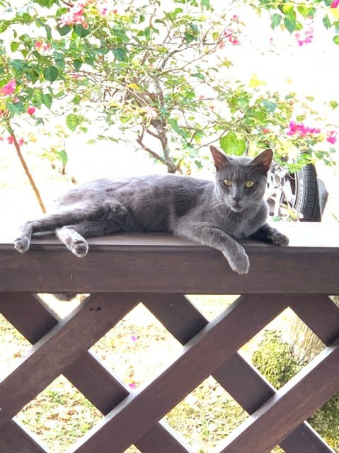 Russian Blue - Russian Blue + Tabby Cat