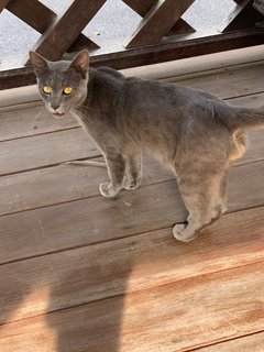 Russian Blue - Russian Blue + Tabby Cat