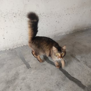 Gebu - Domestic Medium Hair Cat