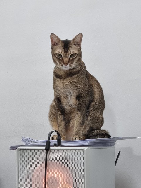 Buffer - British Shorthair Cat