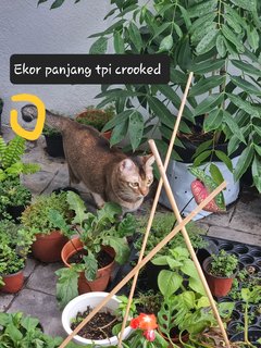 Buffer - British Shorthair Cat