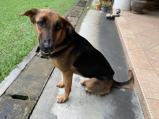 Leah  - Mixed Breed Dog