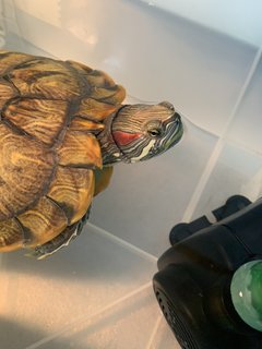 Bob - Turtle Reptile