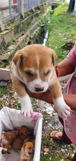 Puppies  - Mixed Breed Dog