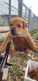 Puppies  - Mixed Breed Dog