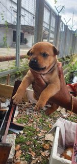 Puppies  - Mixed Breed Dog