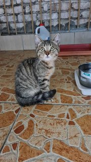 Bengal Look-alike - Domestic Short Hair Cat