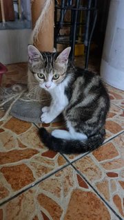 Bengal Look-alike - Domestic Short Hair Cat