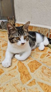 Bengal Look-alike - Domestic Short Hair Cat