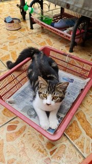 Bengal Look-alike - Domestic Short Hair Cat