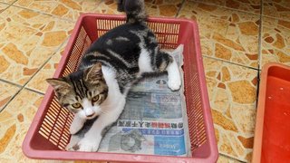 Bengal Look-alike - Domestic Short Hair Cat