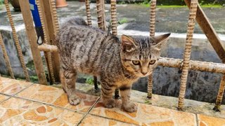 Bengal Look-alike - Domestic Short Hair Cat