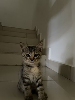 Baby And Kiko - Domestic Short Hair Cat