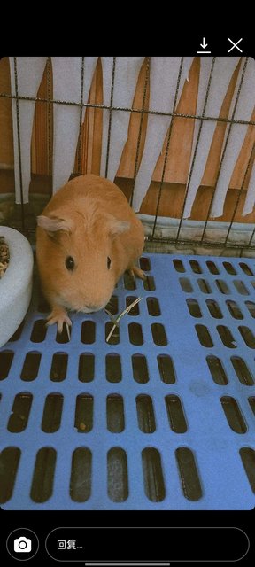 布丁 - Guinea Pig Small & Furry