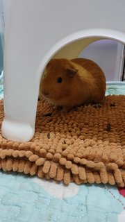 布丁 - Guinea Pig Small & Furry