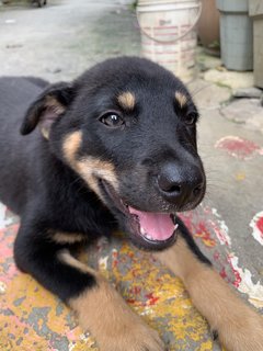 Luna - Mixed Breed Dog