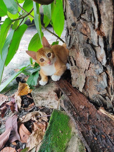 Orange - Domestic Short Hair Cat