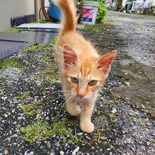 Tabby - Domestic Medium Hair + Domestic Long Hair Cat