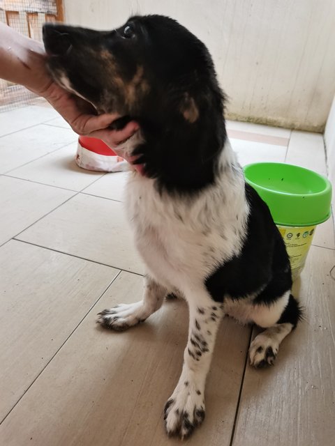 Digby - Border Collie Dog