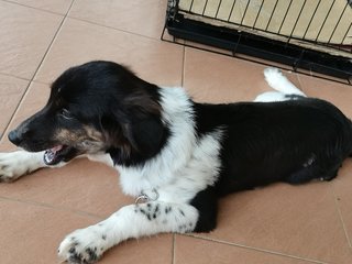 Digby - Border Collie Dog