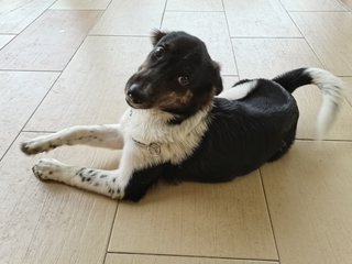 Digby - Border Collie Dog