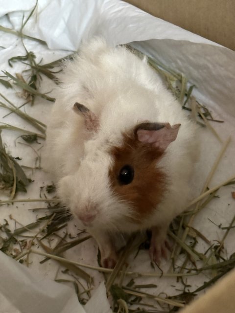 Caramel - Guinea Pig Small & Furry