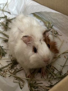 Caramel - Guinea Pig Small & Furry