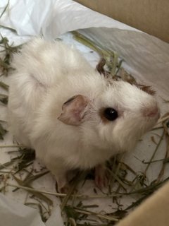 Caramel - Guinea Pig Small & Furry