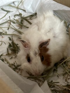 Caramel - Guinea Pig Small & Furry