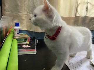 Milky Aka Short Tail - Domestic Medium Hair Cat