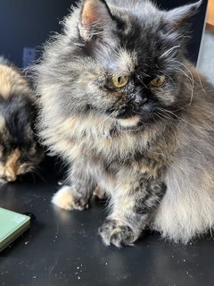 Princess - Domestic Long Hair + Persian Cat