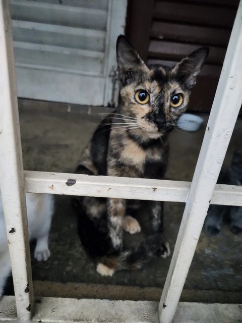 Brownie - Domestic Short Hair Cat