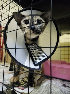 Brownie - Domestic Short Hair Cat