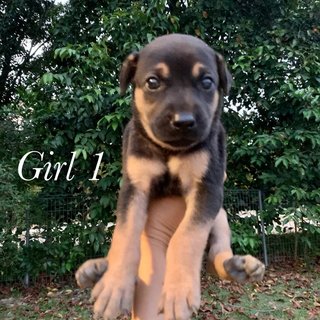 Hermoine &amp; Harry - Mixed Breed Dog