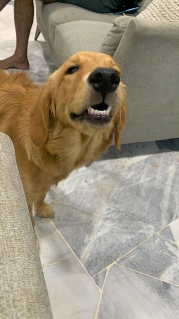 Rocky - Golden Retriever Dog