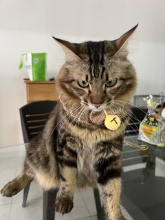 Bikko - Domestic Medium Hair Cat