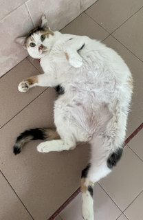 Banjir - Domestic Short Hair Cat