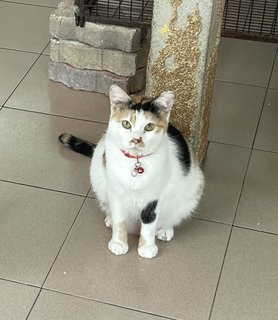 Banjir - Domestic Short Hair Cat