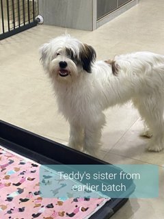 Teddy - Wheaten Terrier Mix Dog